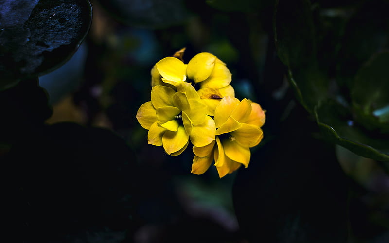 Yellow Flower Blossom Dark Background, HD wallpaper