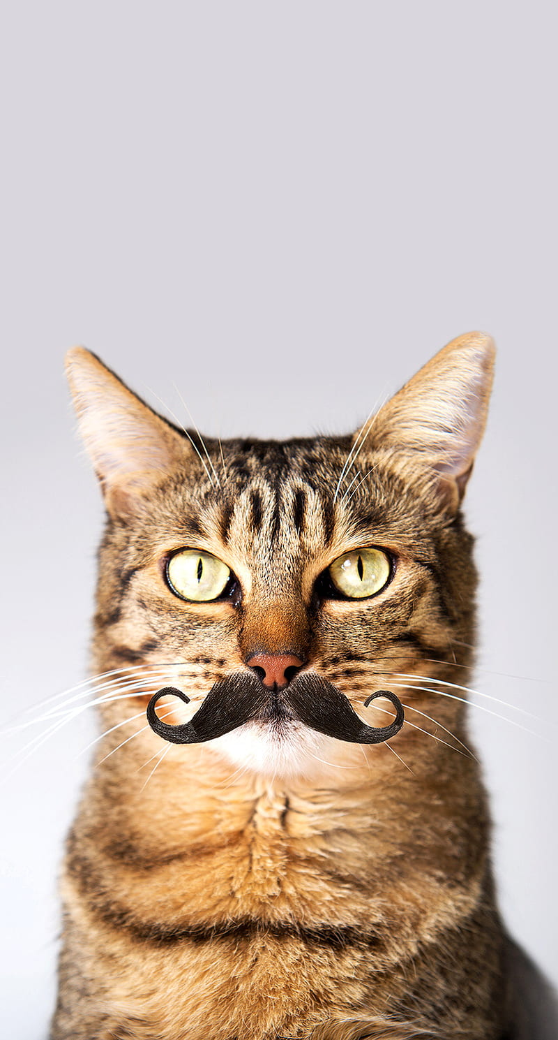 Cat Mustache , cats, mustache, HD phone wallpaper