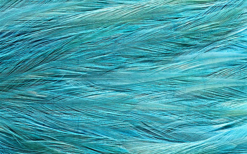 blue feathers, macro, feathers backgrounds, background with feathers, feathers textures, blue feathers background, feathers patterns, HD wallpaper