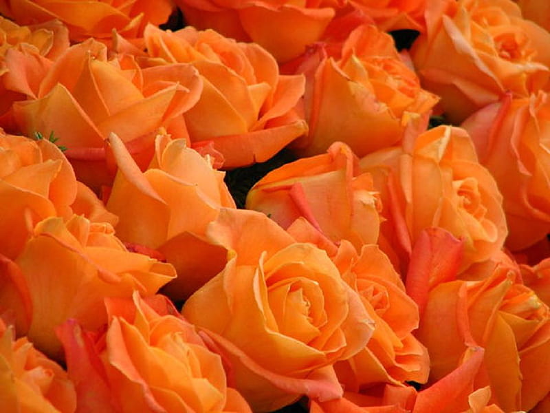 orange roses, pretty, lovely, orange, rose, bonito, soft, bud, buds, nice, blossoms, flowers, nature, petals, blooms, tender, delecate, HD wallpaper