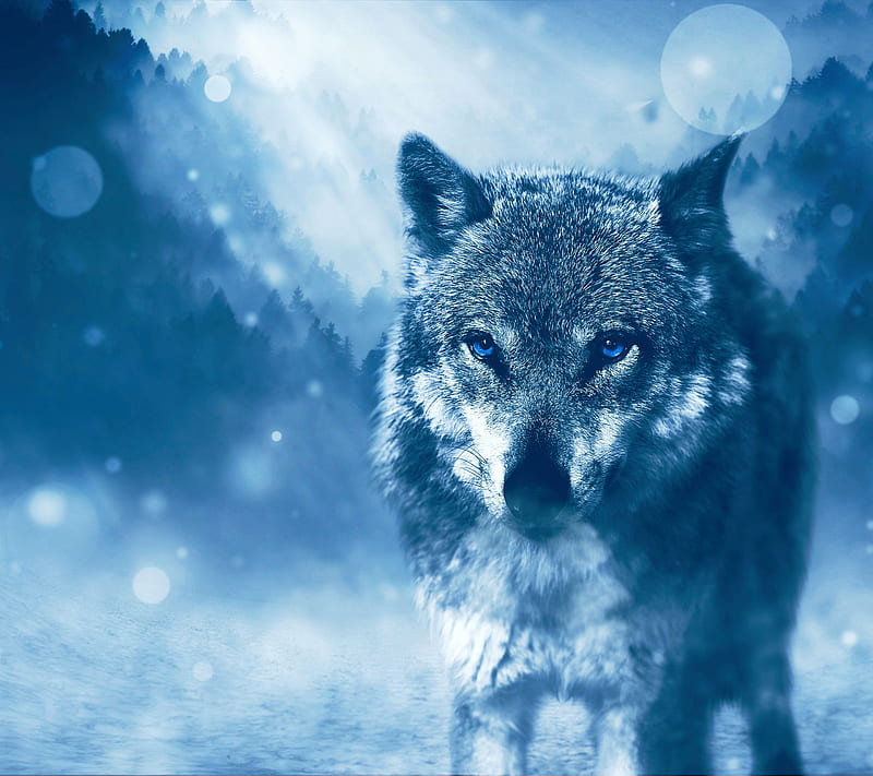 Wild, animal, blue, eyes, forest gray, wolf, HD wallpaper