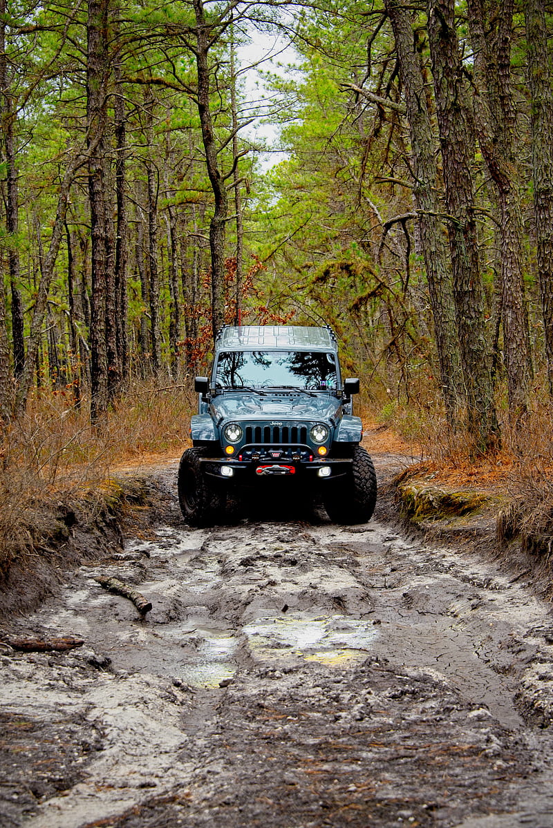 jeep wrangler, jeep, car, front view, forest, HD phone wallpaper