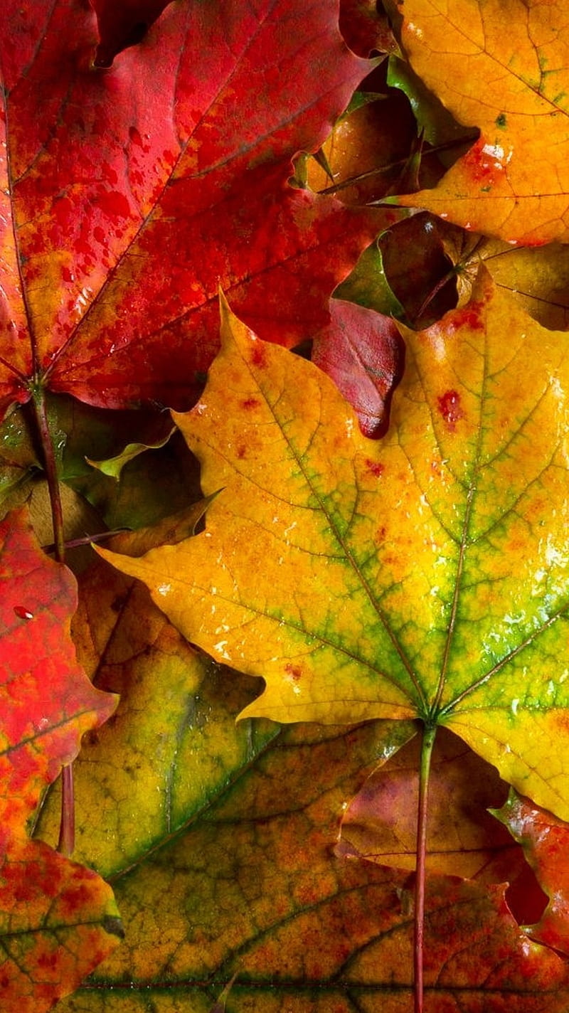 Autumn Leafs, apple, fall, iphone, HD phone wallpaper | Peakpx