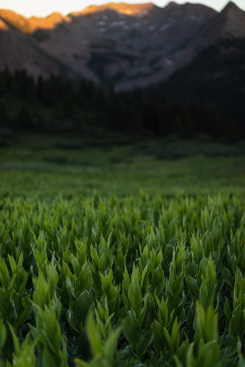 grass, leaves, plants, mountains, HD phone wallpaper