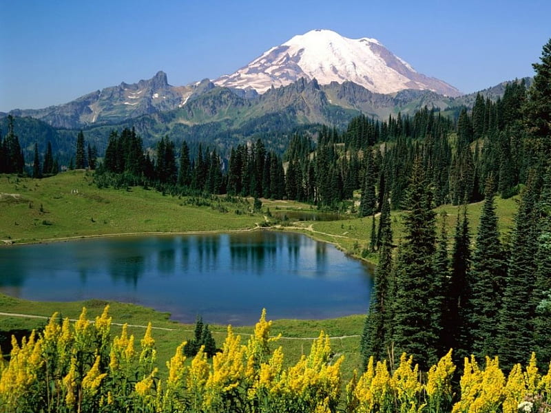Serene View, forest, snowcapped mountains, yellow wildflowers, pine trees, lake, HD wallpaper