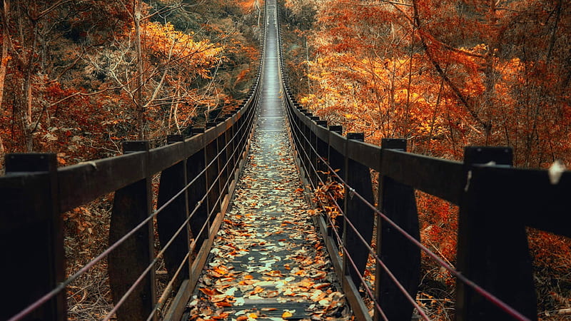 Brown Wooden Bridge Between Autumn Leaf Maple Trees Nature, HD wallpaper