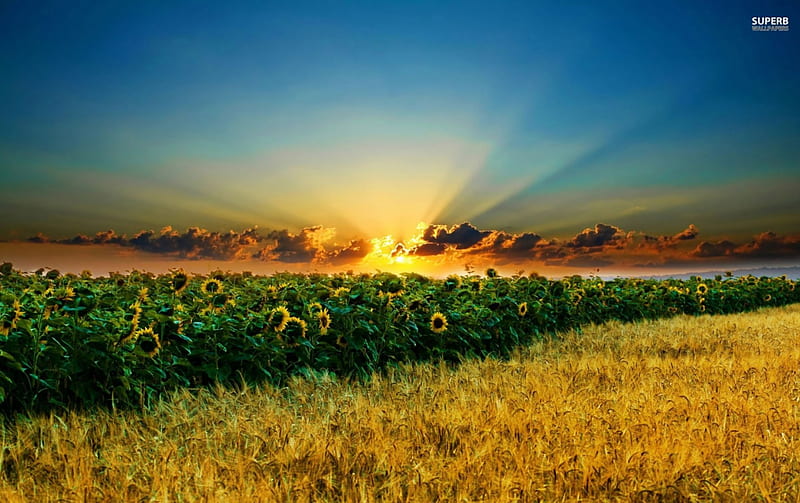 sunrise over sunflower field, sunflower, sunrise, sky, field, HD wallpaper