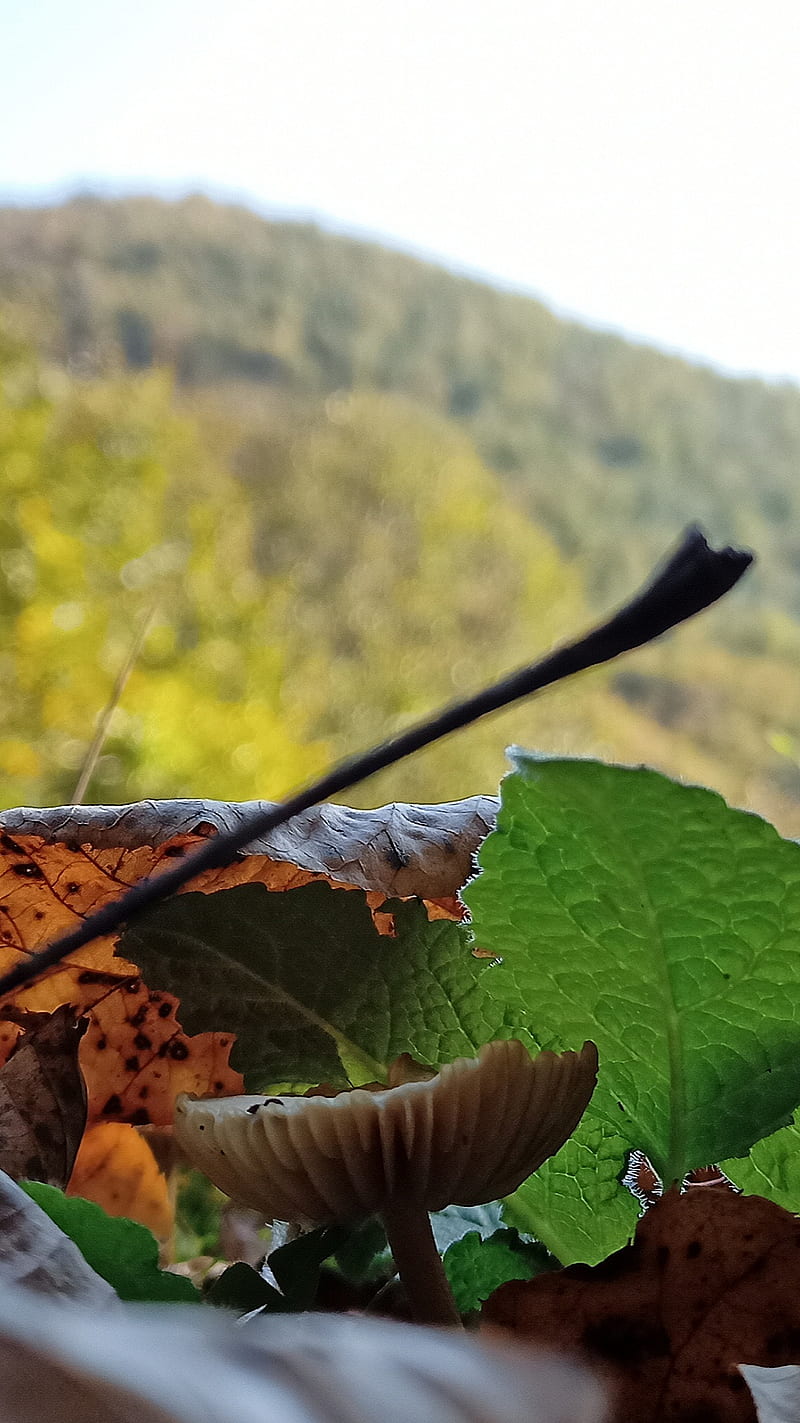 Little Fungi, autumn, leafs, mushroom, HD phone wallpaper
