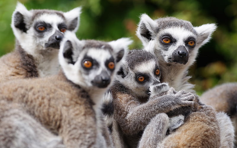 Lemur, Madagascar, wildlife, cute animals, Lemuriformes, HD wallpaper