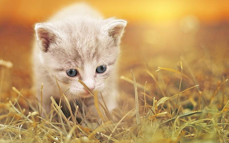Ragdoll denectic cat, kitten, cute animals, blue eyes, cats, pets, Ragdoll Cat, HD wallpaper