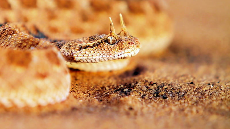 Sandy horned snake, desert, brown, snake, sandy, HD wallpaper
