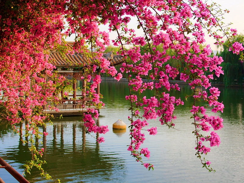 Flores en el parque, rosa, kunming, china, flores, parque, lago, Fondo de  pantalla HD | Peakpx