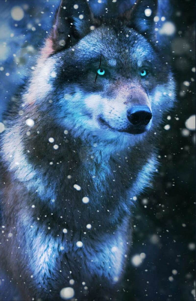 Loup, animal, animaux, hiver, hunter, king, montagne, nature, neige, HD phone wallpaper
