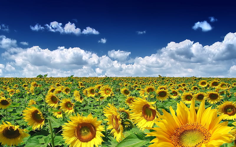 Sunflower Manor-Summer romance Feelings, HD wallpaper