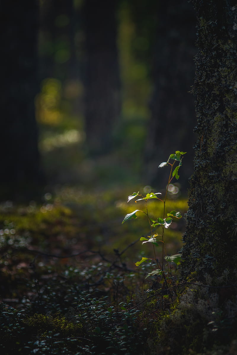 sprout, leaves, tree, forest, macro, HD phone wallpaper