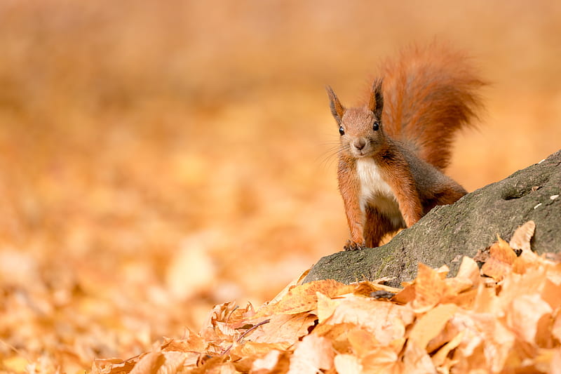 squirrel, animal, brown, leaves, autumn, HD wallpaper