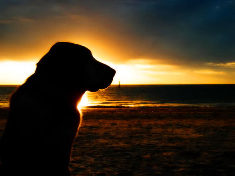 Waiting for his master, gold, horizon, waiting, sunset, silhouette, clouds, dog, HD wallpaper