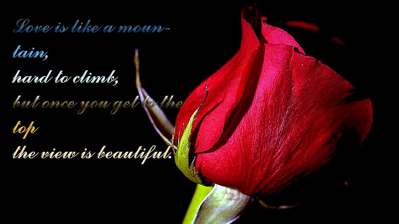 Love Rose red, rose, black, bonito, love, flower, flowers, nature ...