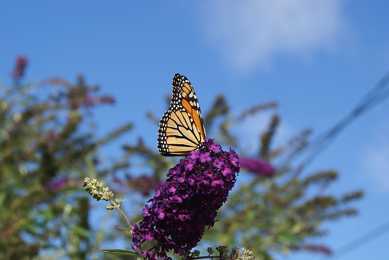 Monarch on Butterfly Bush, Plants, Foilage, Butterfly, Nature, Garden, Outdoors, Insect, Bush, Monarch, HD wallpaper