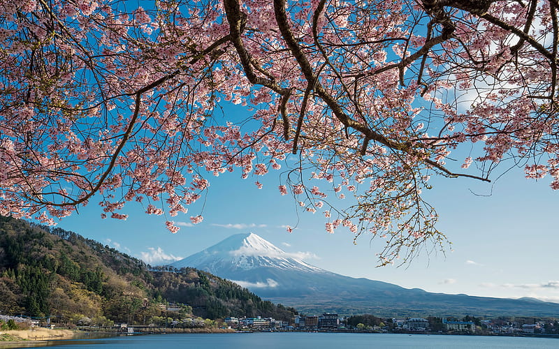 Mount Fuji, Honshu, Fujisan, morning, sunrise, spring, volcano, sakura, japan, HD wallpaper