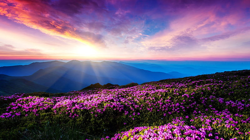 Mountain Meadows, mountain, sunlights, flowers, sun rays, nature, pink, meadow, HD wallpaper