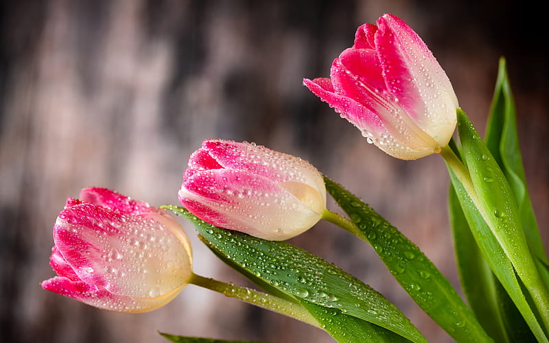 Tulipanes rosados, flores de primavera, tulipanes, flores rosadas, con  tulipanes, Fondo de pantalla HD | Peakpx