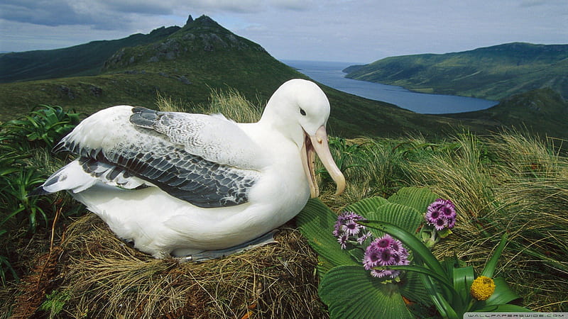 royal albatross campbell isle new zealand, birs, nest, flowers, island, coast, HD wallpaper