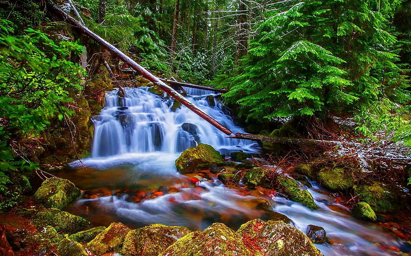 Forest Waterfall Forest Stream Cascades Greenery Bonito Creek