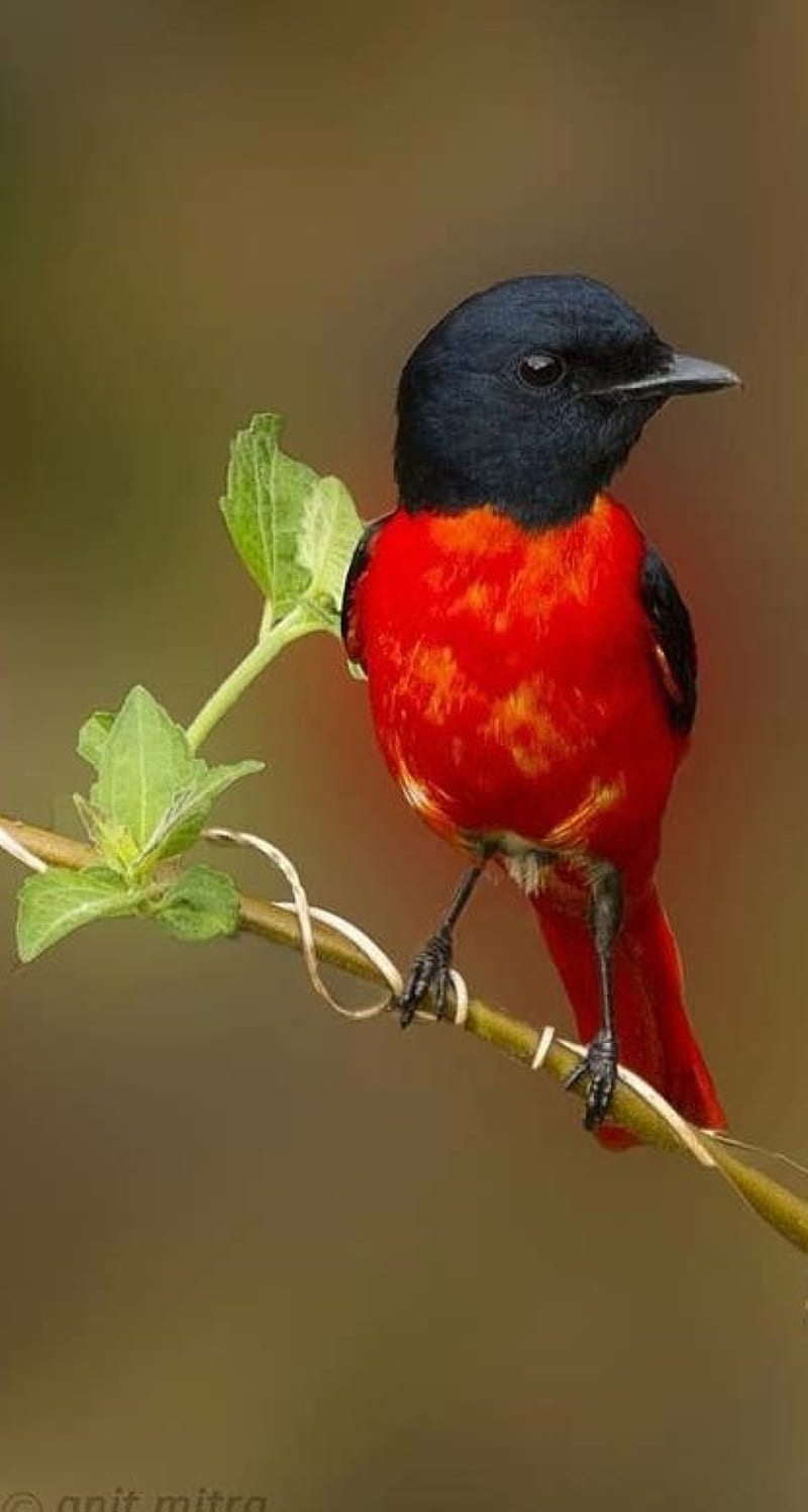 Cabeza negra, pájaro, rojo, Fondo de pantalla de teléfono HD | Peakpx