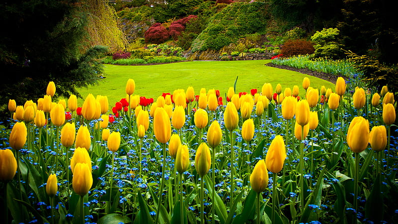 Jardín con hermoso jardín de flores amarillas, Fondo de pantalla HD | Peakpx