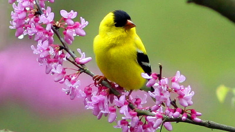 Yellow Black Bird Is Sitting On Flowers Stalk In Green Blur Background Birds, HD wallpaper