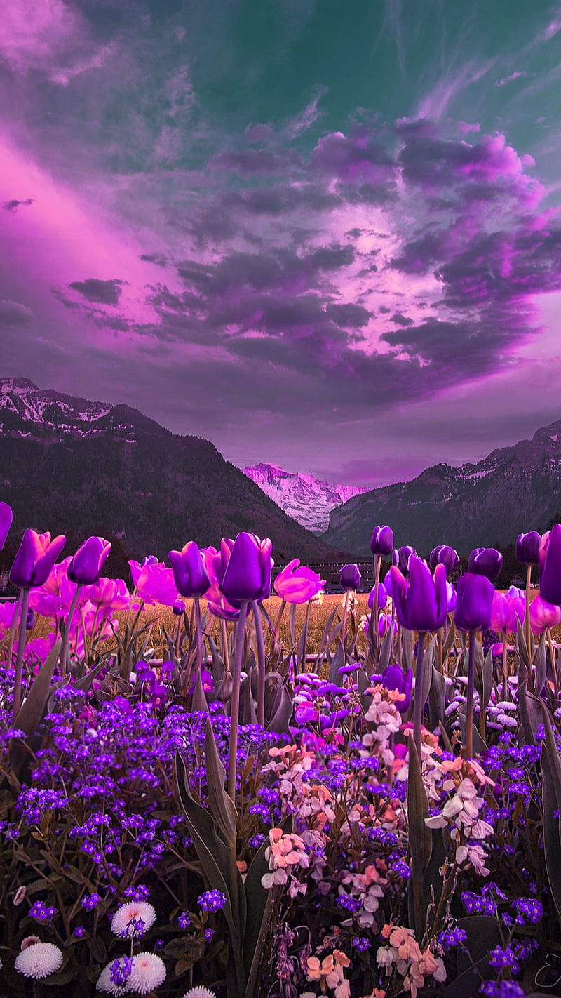 Nature, clouds, field, flower, flowers, mountain, sky, tulip, tulips, HD phone wallpaper