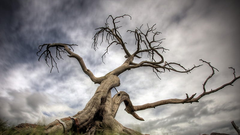 gnarled tree r, tree, gnarled, r, branches, clouds, sky, HD wallpaper