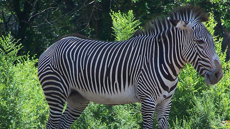 Daydreaming Zebra - Larger View, detroit zoological gardens, stripes, endangered species, equine, michigan, grevys african, foliage, horse relative, anima1, sunshine, zebras, Grevys zebra, zebra, HD wallpaper