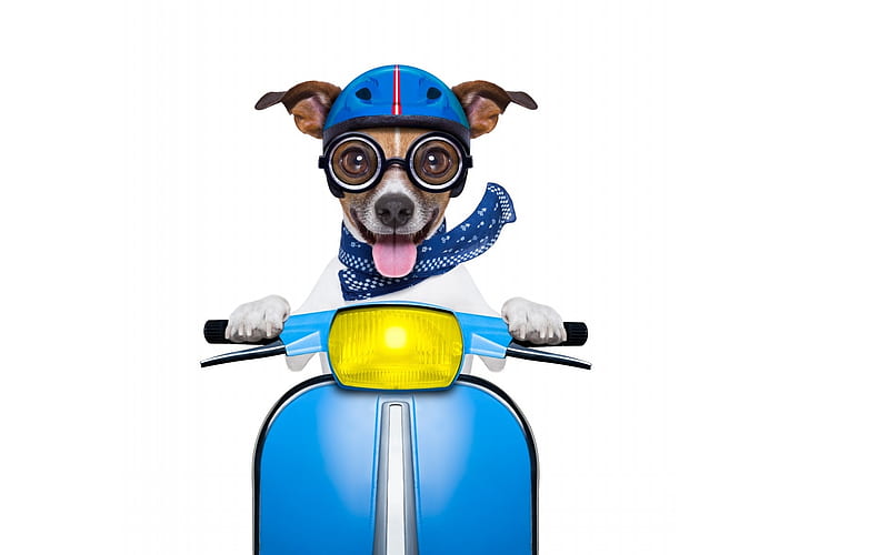 Speedy, es, glasses, caine, yellow, tongue, motorcycle, animal, hat, card, jack russell terrier, scarf, funny, white, dog, blue, HD wallpaper