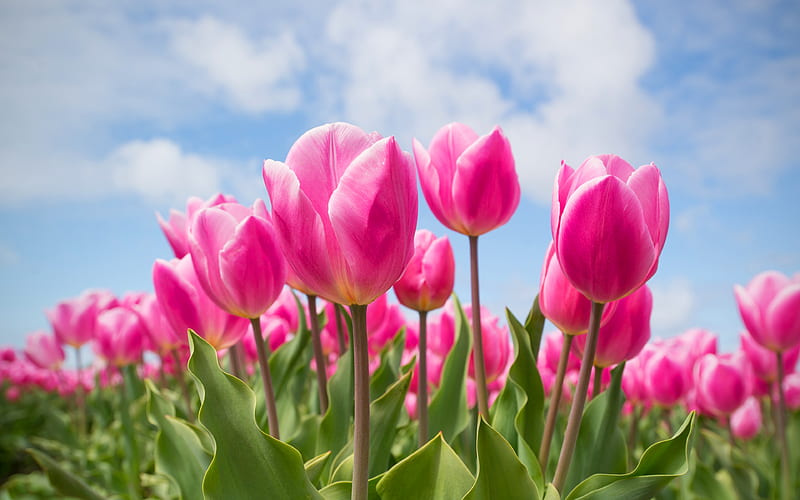 pink tulips spring, tulip field, close-up, tulips, HD wallpaper