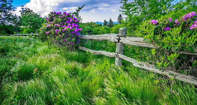 Mountain rhododendrons, fence, mountain, grass, rhododendron, greenery, wildflowers, bonito, freshness, HD wallpaper