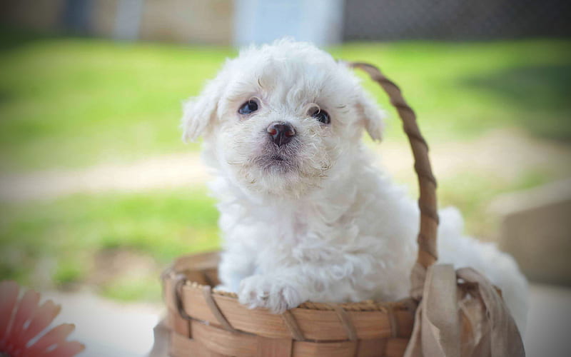 Bichon Frise, puppy, furry dog, pets, dogs, white dog, Bichon Frise Dog, cute animals, HD wallpaper