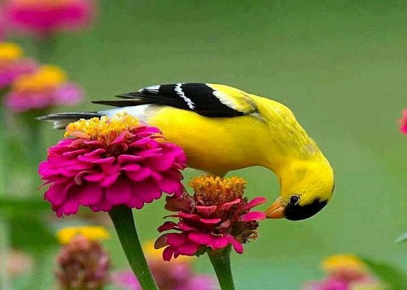 Zinnias And Goldfinch, Yellow, Black, Goldfinch, Flowers, Birds, HD wallpaper