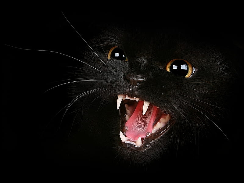 Fierce Cat, black, fierce, cat, teeth, HD wallpaper