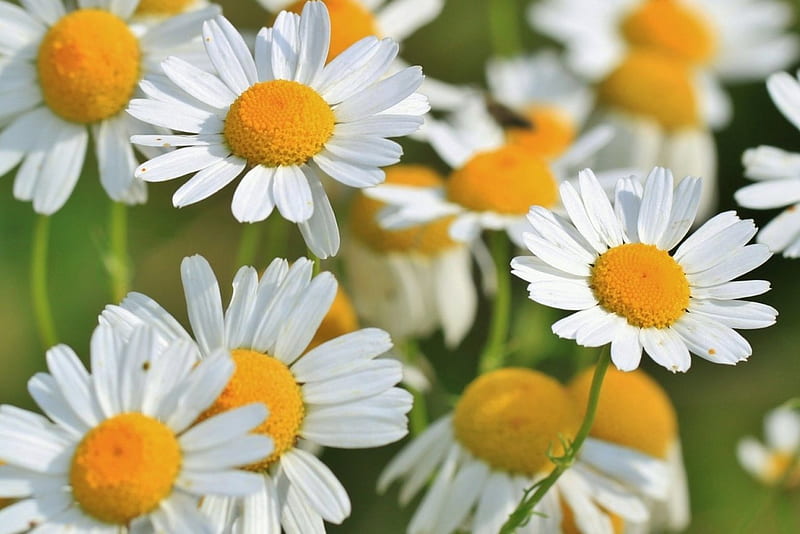 Chamomile, meadow flowers, flowers, yellow, nature, bonito, healty, HD wallpaper