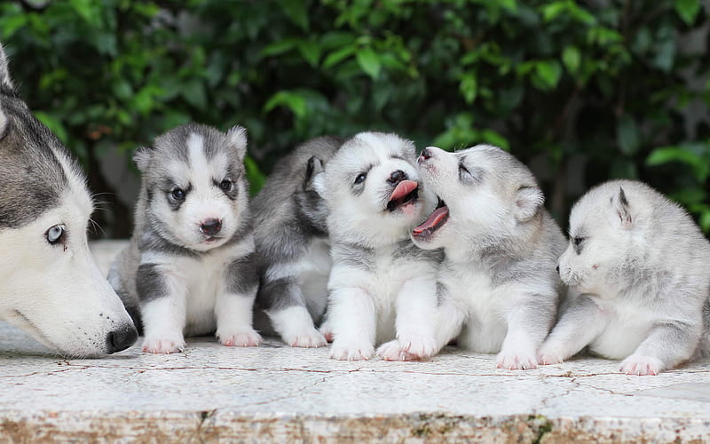 Alaskan Malamute, family, puppies, Canis lupus familiaris, dogs, cute animals, HD wallpaper