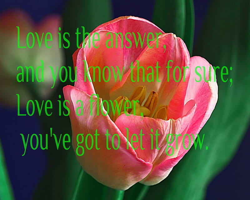 Love is the answer, flower, words, message, quotes, HD wallpaper