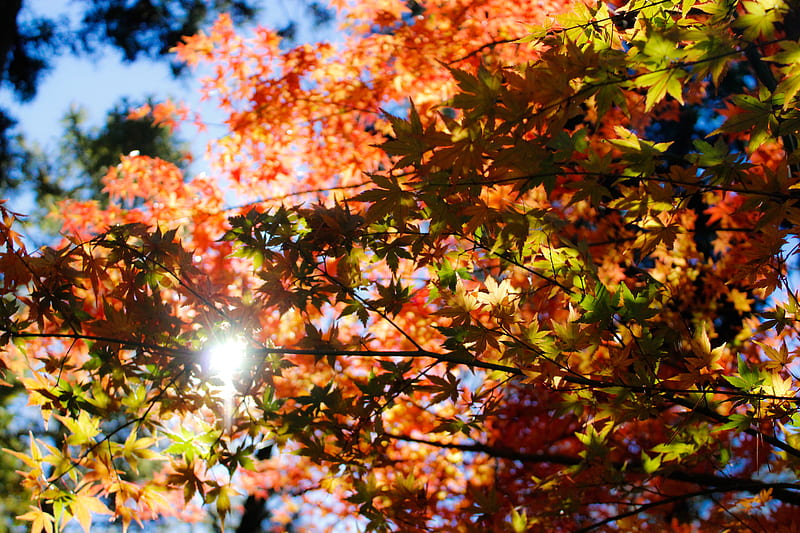 maple tree under clear skies at daytime, HD wallpaper