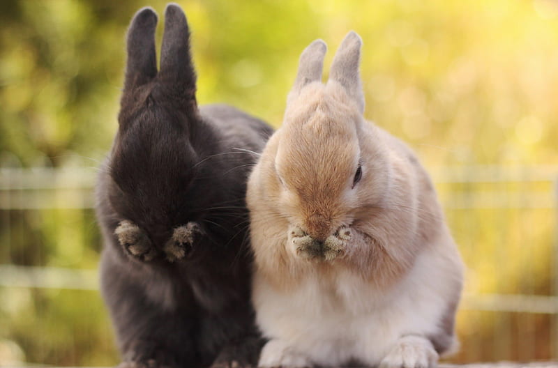 Two rabbits, Two, rabbits, paws, pets, HD wallpaper
