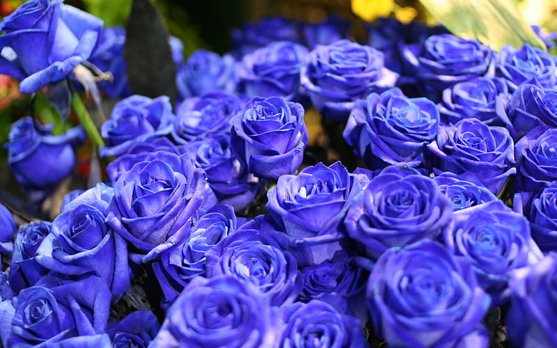 blue roses, a large bouquet of roses, blue flowers, roses, blue floral background, HD wallpaper