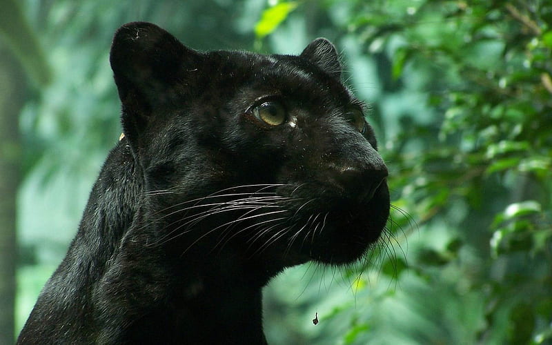 black panther wildcat foliage-wild animals, HD wallpaper