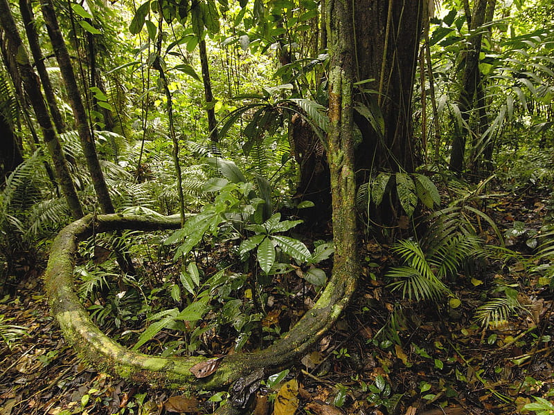 Selva amazónica, selva, selva, naturaleza, amazonas, Fondo de pantalla HD |  Peakpx