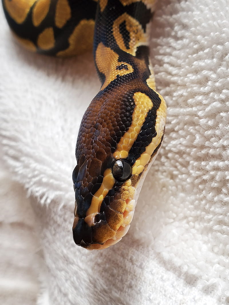 HD wallpaper snake ball python python regius beauty brown ballpyhton   Wallpaper Flare