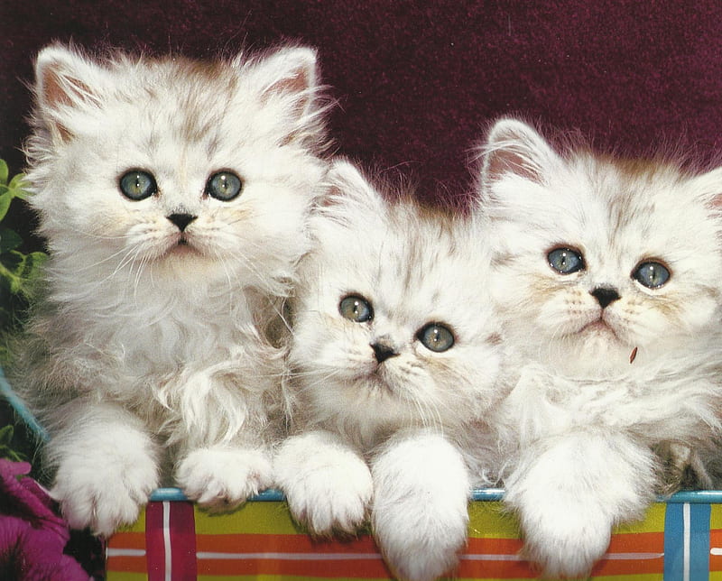 Three kittens, kittens, cute, paws, siblings, HD wallpaper